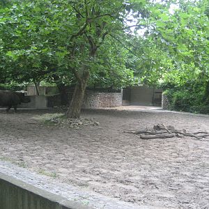 Berlin Zoo - Rhino Outdoor Exhibit