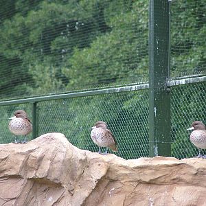 Speckled Teals at NaturZoo Rheine 2007