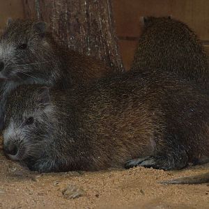 Cuban Hutias at NaturZoo Rheine 2007