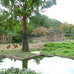 Geladas and Barbary Sheep at NaturZoo Rheine 2007