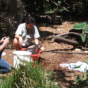 monifa, taronga zoo's baby pygmy hippo. taronga holds 1.2.1. another breedi
