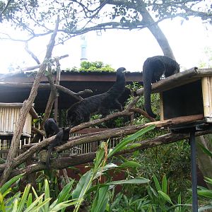 binturong family
