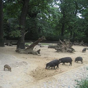 Berlin Zoo - Peccary Exhibit