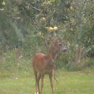 roe deer