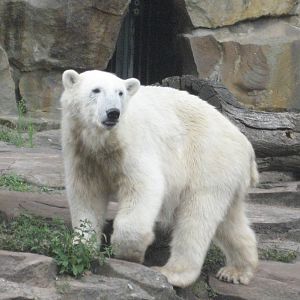 Berlin Zoo - Knut
