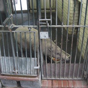 Berlin Zoo - Babirussa