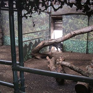 Visayan Warty Pig Indoor Enclosure