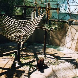 Orang Exhibit Detail