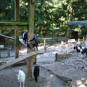 Goat paddock at Luebeck Tierpark 2007