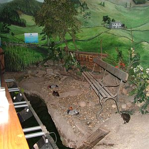 Land area for diving ducks at Lakes Aquarium 2008