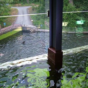 Lake Tank duckpond at Lakes Aquarium 2008