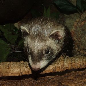 Polecat (?) at Lakes Aquarium 2008