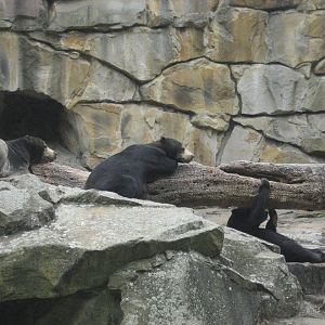 Berlin Zoo - Sun Bears
