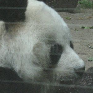 Berlin Zoo - Giant Panda
