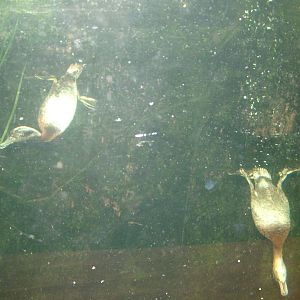 Diving ducks at Lakes Aquarium 2008