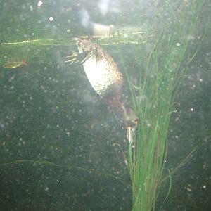 Tufted Duck at Lakes Aquarium 2008