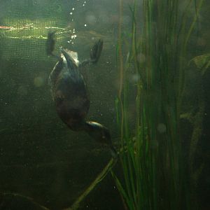 Diving ducks at Lakes Aquarium 2008
