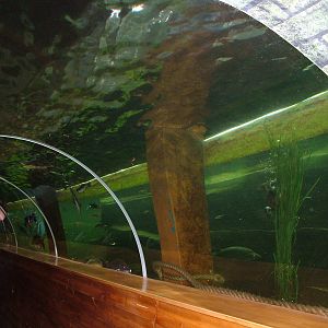 Lake tank with diving ducks at Lakes Aquarium 2008