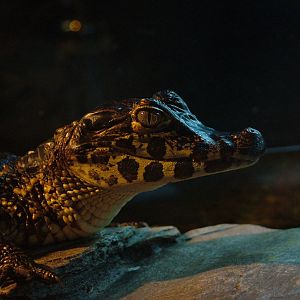 Yacare Caiman at Lakes Aquarium 2008
