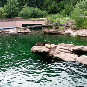 Nürnberg Zoo - Pinniped pool