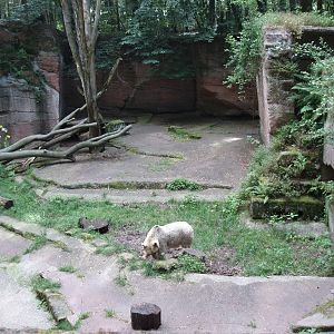 Nürnberg Zoo - Syrian bear exhibit