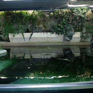 Nürnberg Zoo - Manatee pool