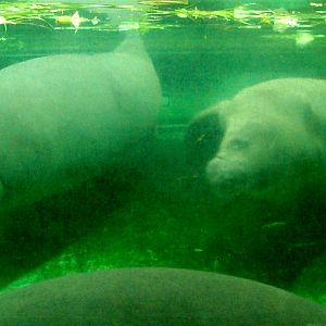 Nürnberg Zoo - Manatees