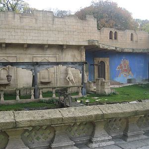 Hannover Zoo - Hanuman Langur Exhibit