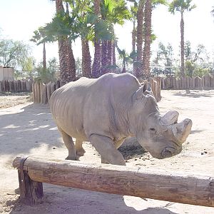 White Rhinoceros - Wildlife World Zoo