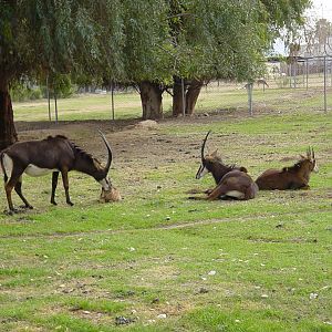 Sable Antelope - Wildlife World Zoo