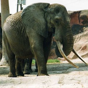 African Bull Elephant Macho