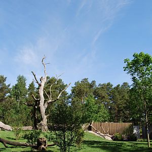 New Bush Dog exbith Kolmarden Zoo