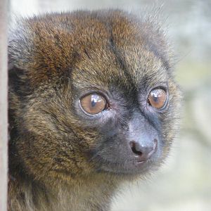 Bamboo Lemur