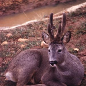 Fauna iberica representative animals