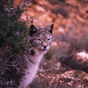 Fauna iberica representative animals