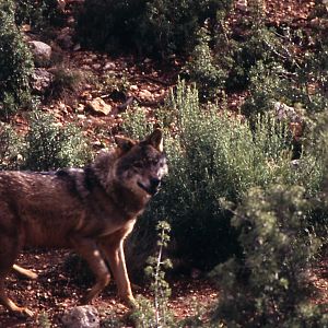 Fauna iberica representative animals