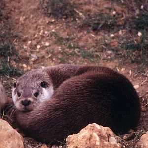 Fauna iberica representative animals