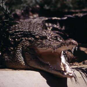 Terra Natura animals