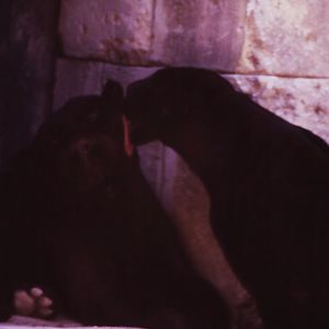 Terra Natura animals