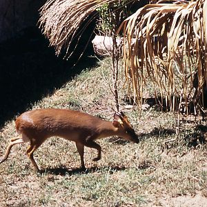 Terra Natura animals