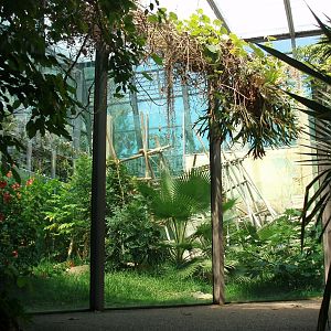 Munich Zoo - Chimpanzee exhibit