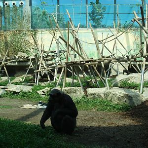 Munich Zoo - Chimpanzee exhibit