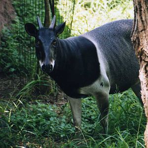 Jentink Duiker