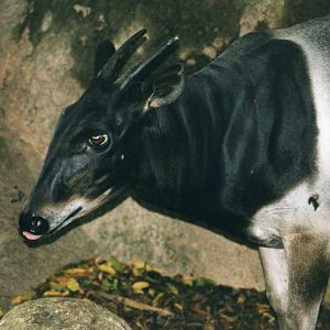 Jentink Duiker