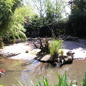 Wissel Zoo in Epe (NL) Pygmee hippo
