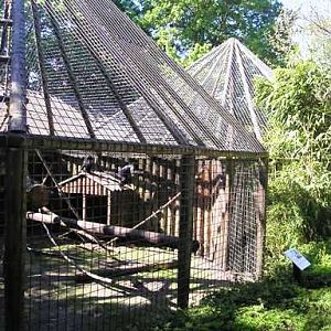 Wissel Zoo in Epe (NL) Congo mangabey
