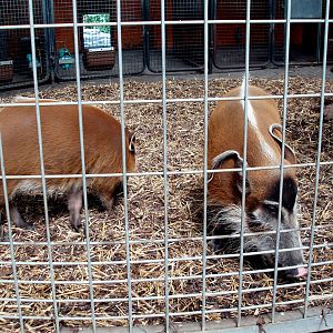 Munich Zoo - Bush pigs