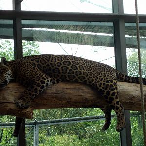 Munich Zoo - Jaguar