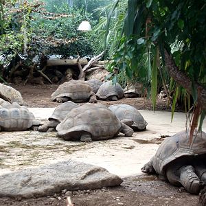 Munich Zoo - Giant tortoises