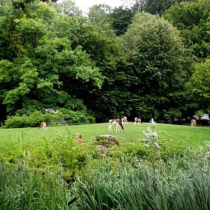 Munich Zoo - Savannah